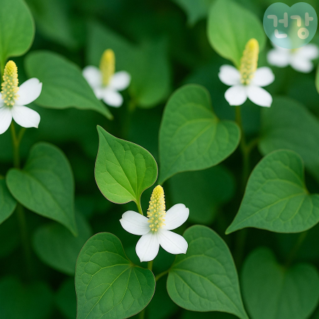 007어성초 효능 탈모 예방방법 활용법 부작용