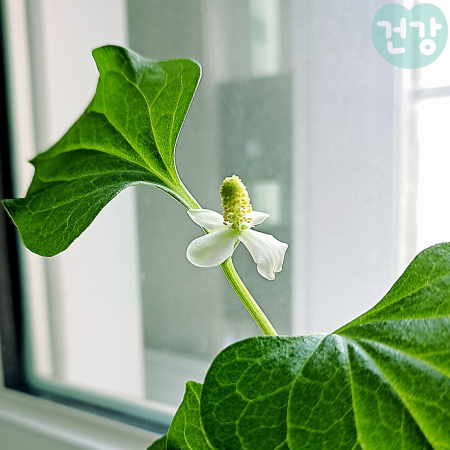 008어성초 효능 탈모 예방방법 활용법 부작용