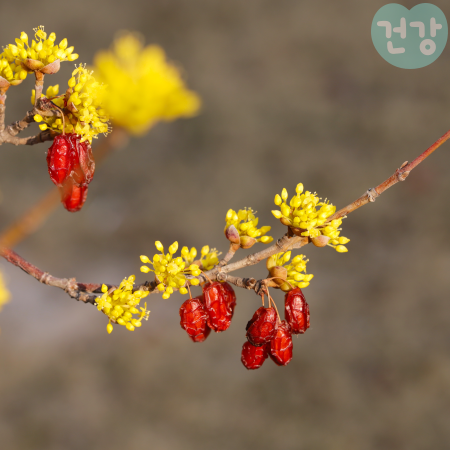 018산수유 효능 먹는법 부작용