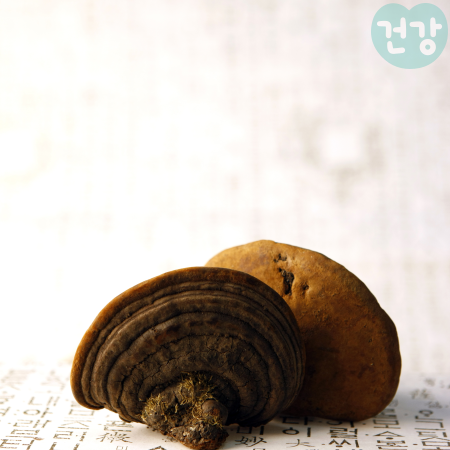 020상황버섯 효능 하루복용량 항암효과 최신 연구 동향 부작용