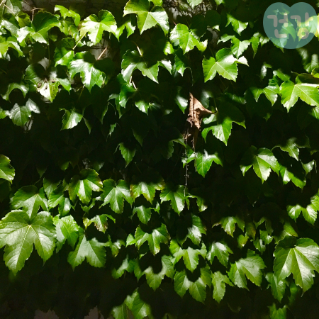 025송담 효능 먹는법 고르는 방법 부작용