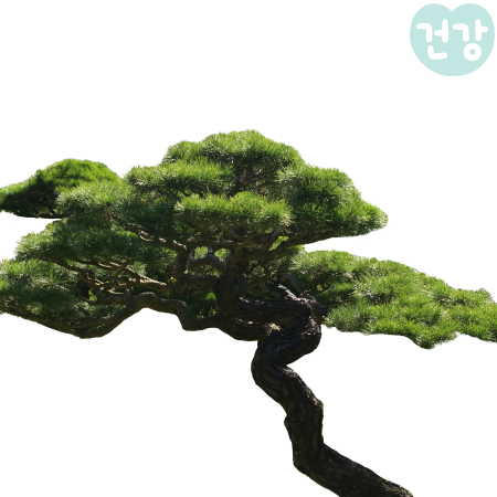 027송담 효능 먹는법 고르는 방법 부작용