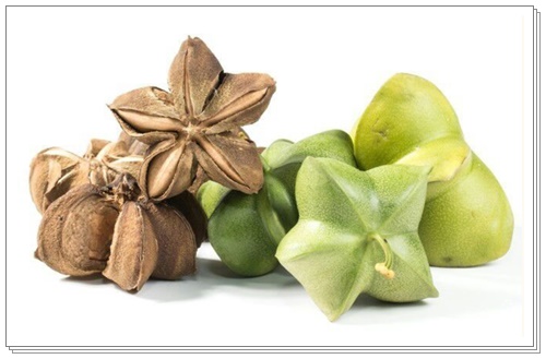 사차인치 효능008