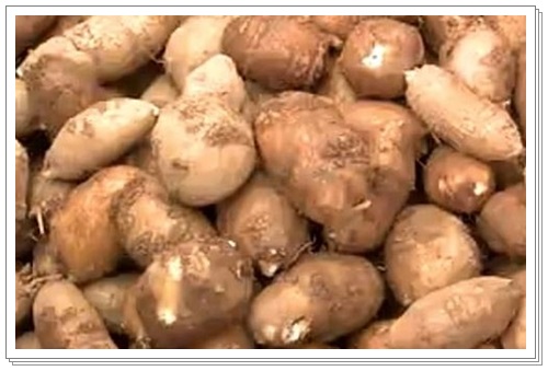 아피오스아피오스1 001