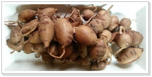 아피오스아피오스3 003