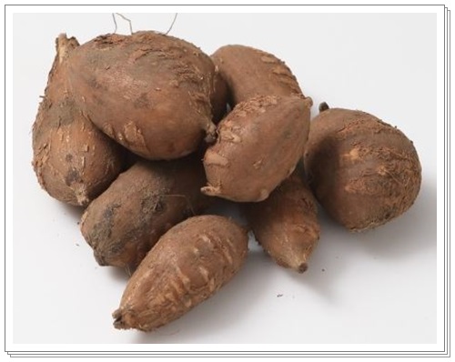 아피오스아피오스4 004