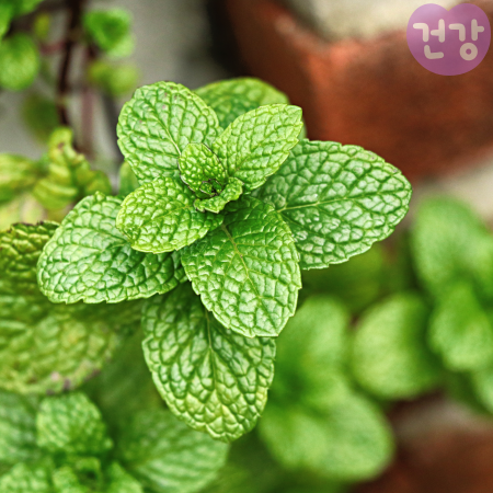 003페퍼민트 차 효능 카페인 피부효과 부작용