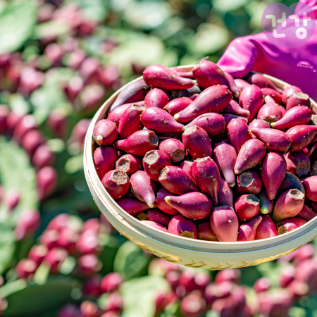 004천년초 효능 열매먹는법 면역력 항산화 효과 부작용