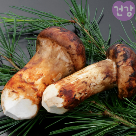 007송이버섯 효능 등급 보관법 신선도 판단방법 부작용