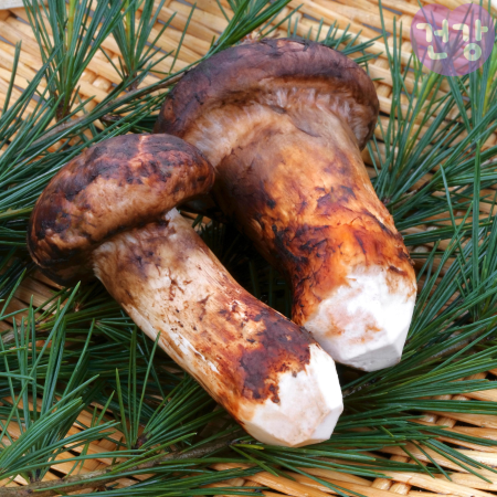 008송이버섯 효능 등급 보관법 신선도 판단방법 부작용