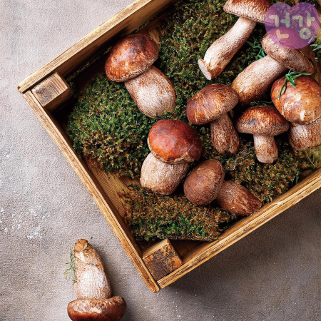 009송이버섯 효능 등급 보관법 신선도 판단방법 부작용