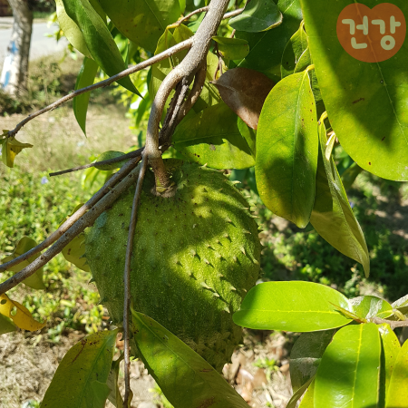 011그라비올라차 효능 먹는방법 부작용