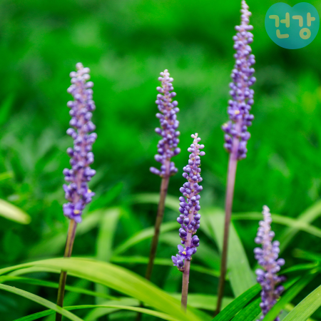 020맥문동 효능 차 끊이는 법 복용 시 권장용량과 방법 부작용