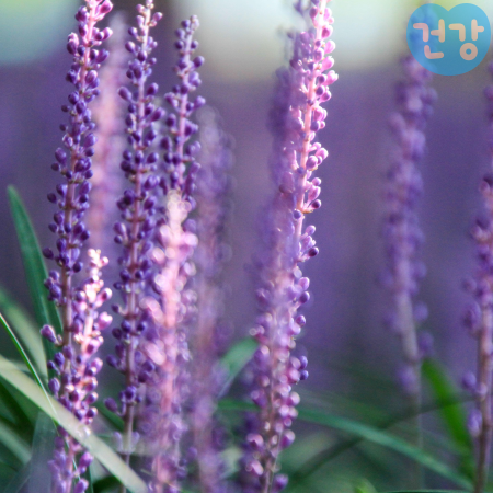 021맥문동 효능 차 끊이는 법 복용 시 권장용량과 방법 부작용