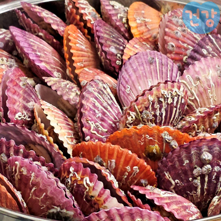 026가리비 효능 해감손질 단계별 요령 찌는법 제철