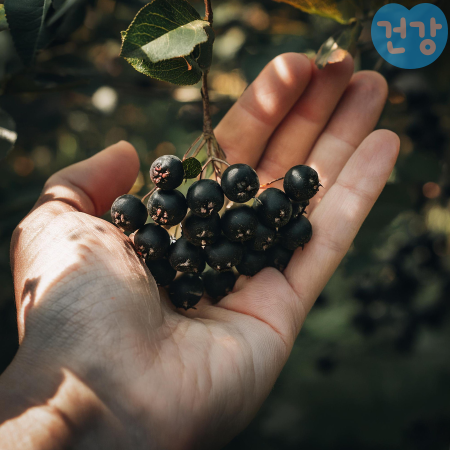 042아사이베리 효능 분말먹는법 주요 영양성분 함량비교 부작용